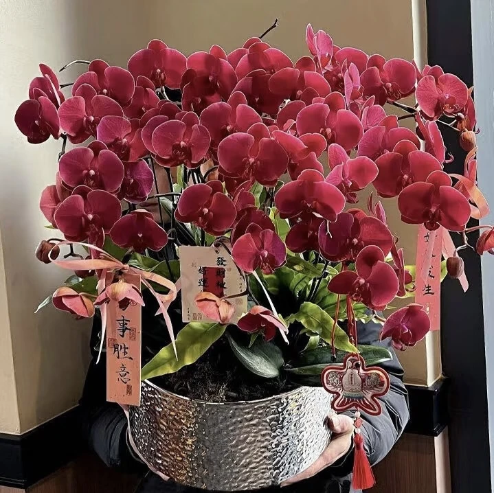 蝴蝶兰苗五颗一样一颗【五颗】不同品种蝴蝶兰五颗不同品种不带花剑
