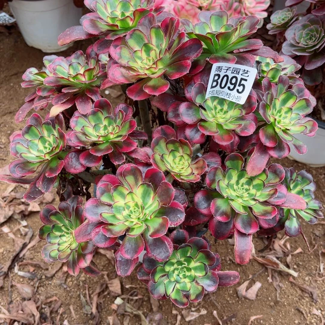 095冰淇淋尺寸25左右