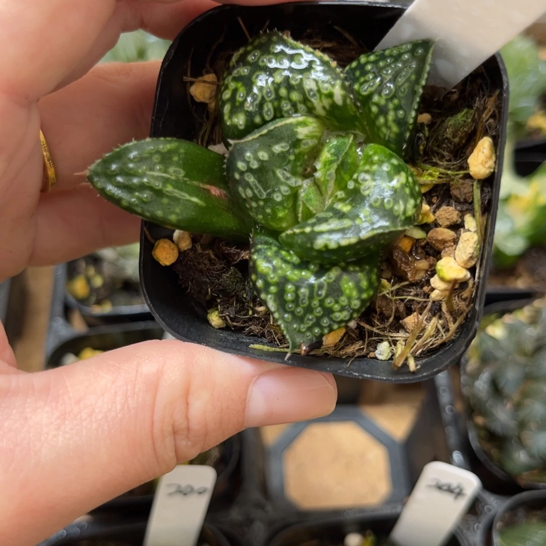 205紫禁城锦一物一拍