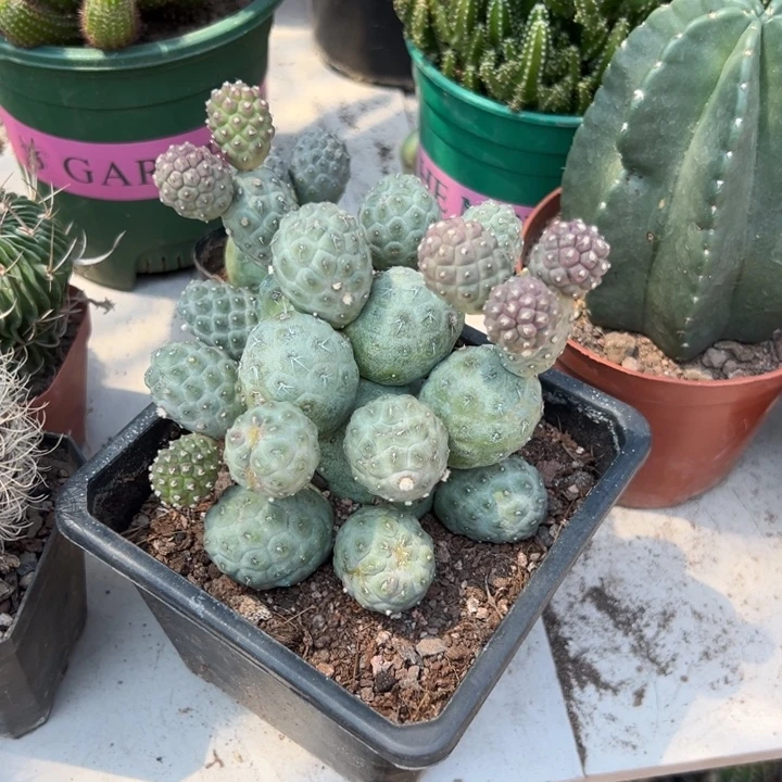 @***芯吉祥如意等名家的书法精品