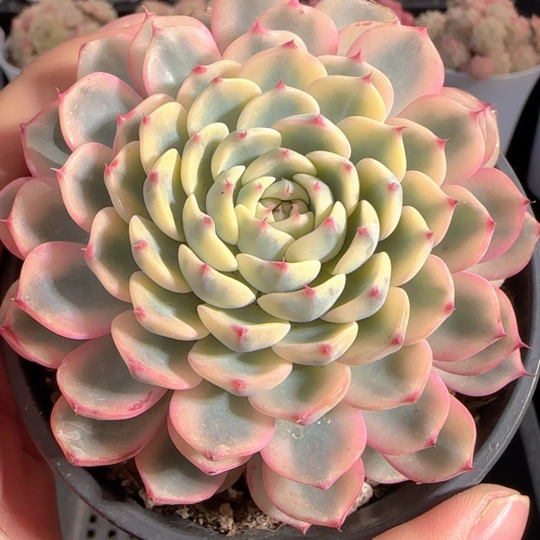 多肉0101-234姬莲锦