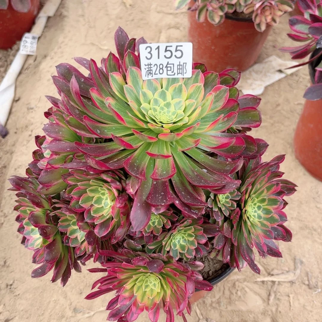 3155朝霞多肉1111111