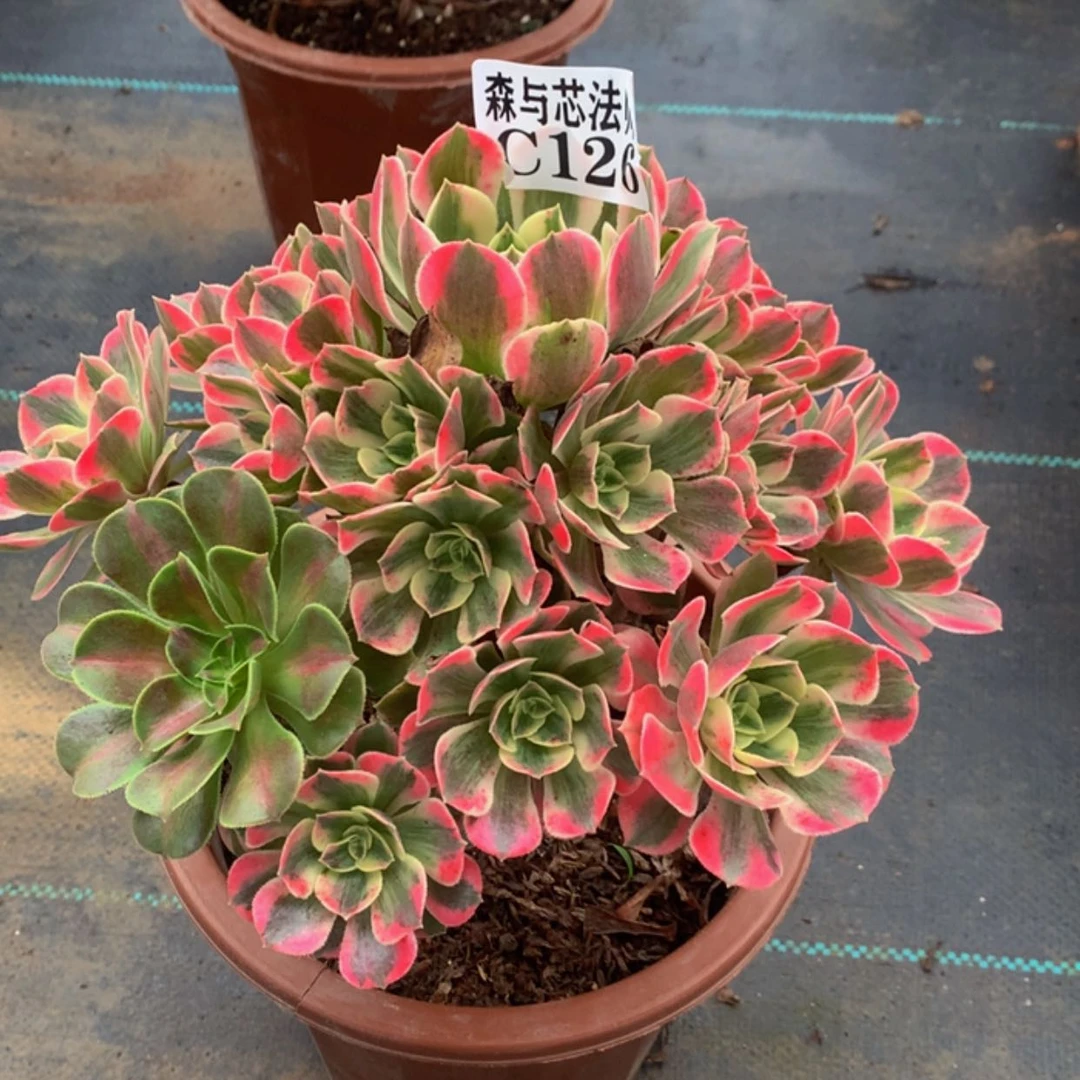 【闪购商品】126粉女妖
