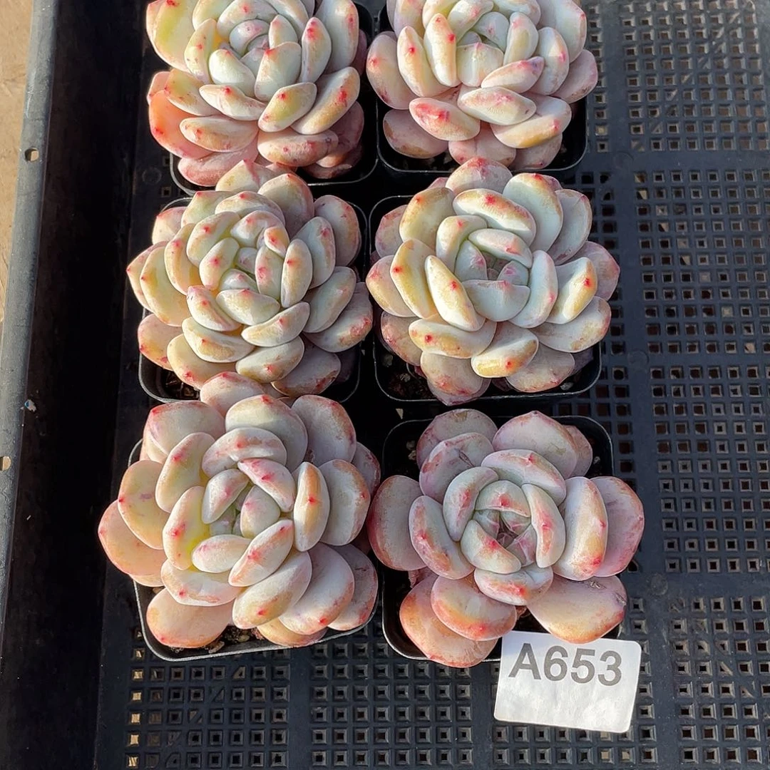 653石化多肉植物组合