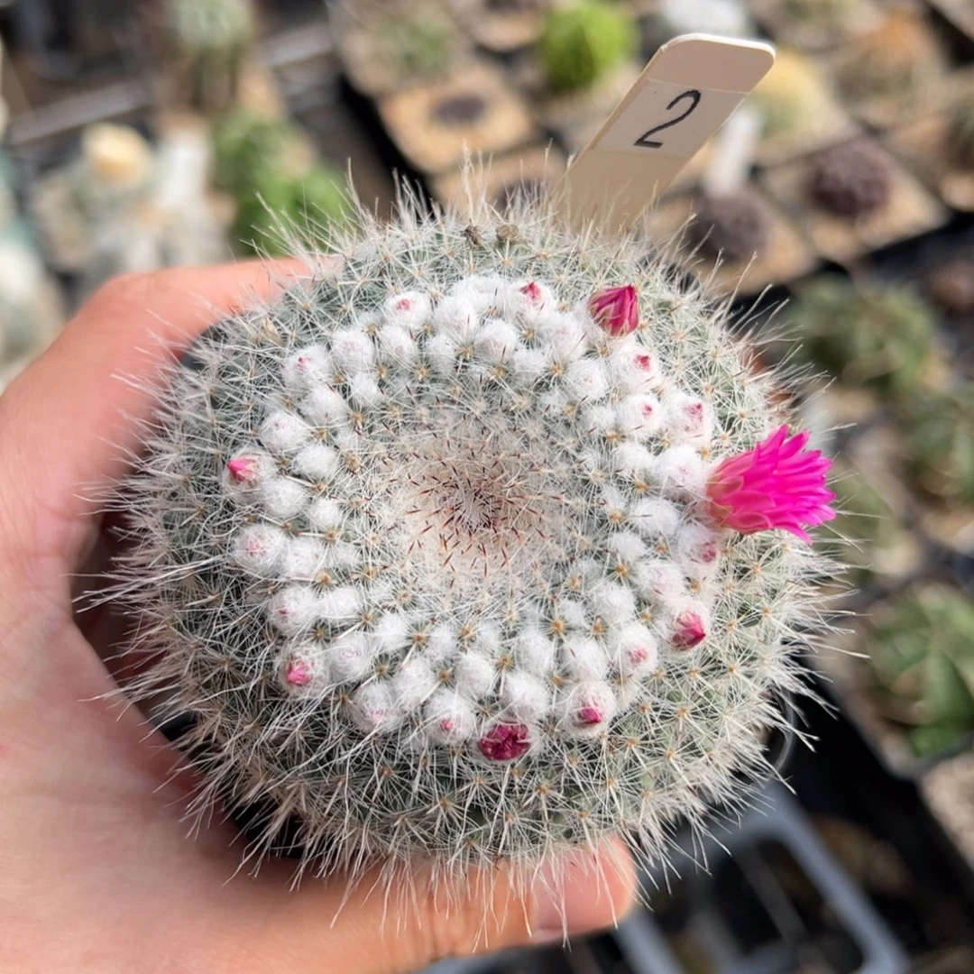 实生乳突杂交脱土发