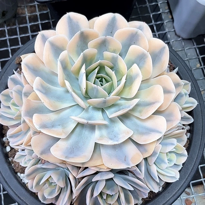 鲁氏锦捧花多肉植物