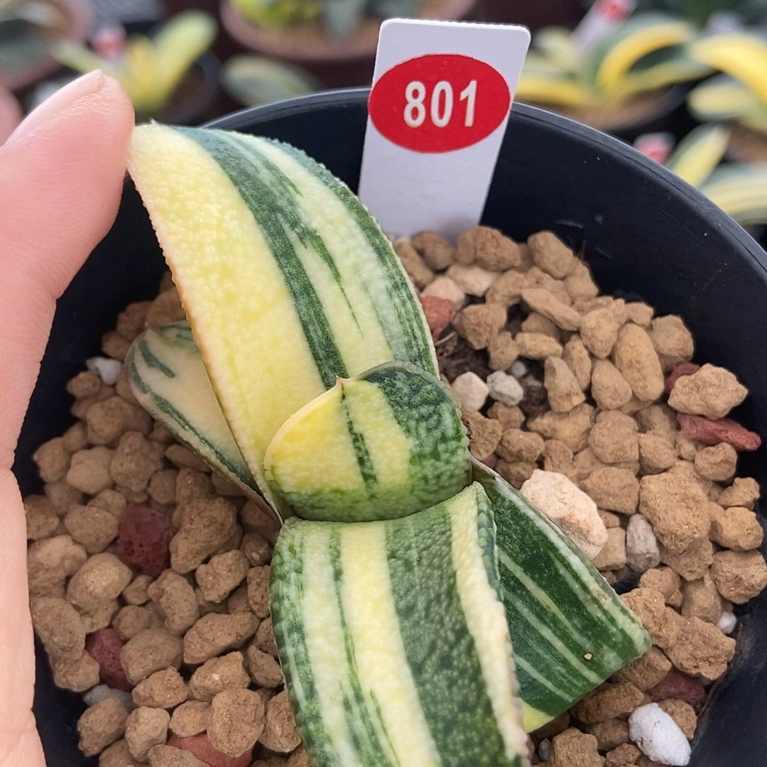 爆***珠801卧牛转锦带盆发货