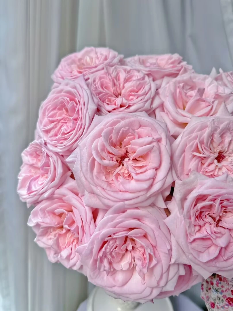 【花汀私享】粉荔枝-单头玫瑰（注意带包装醒花哦~）