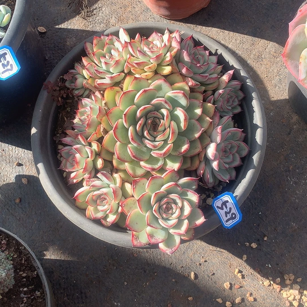 529荷花 一物一拍多肉