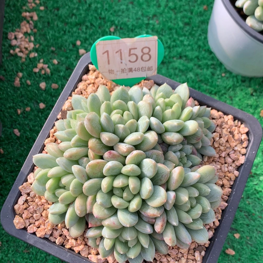 百达翡翠无砍平头1158