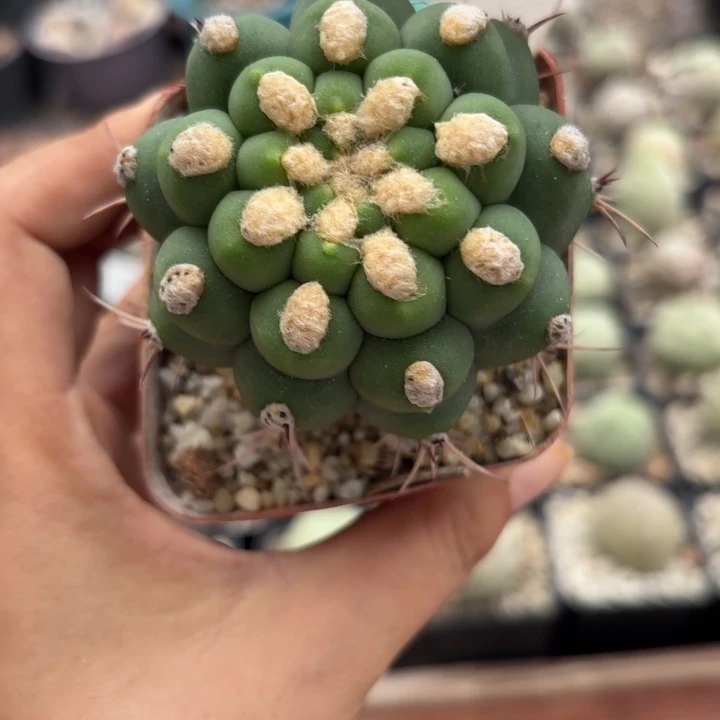 660实生新天地好养皮实
