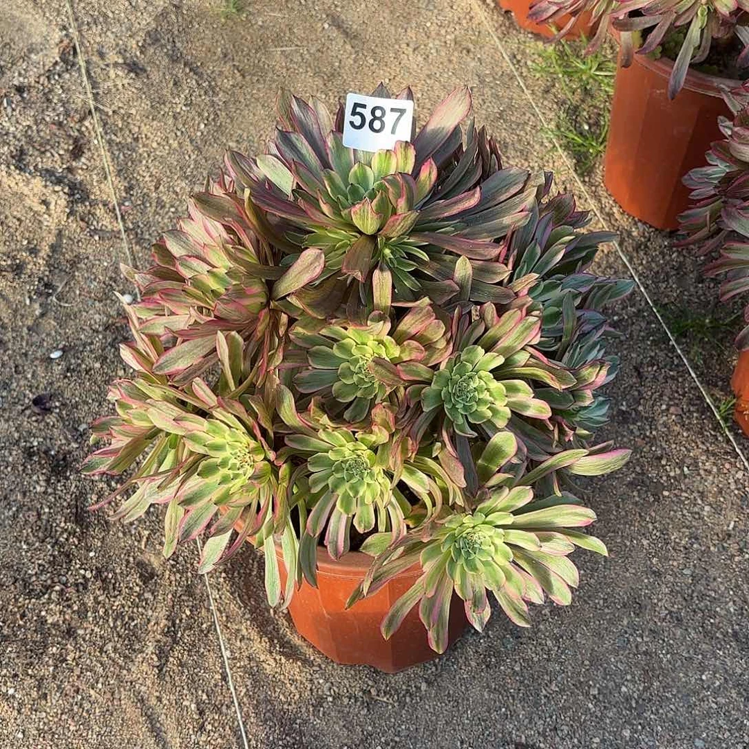 多肉法师凌波仙子587