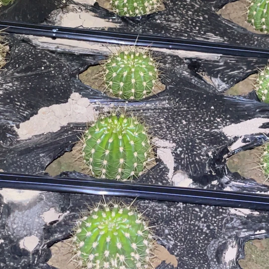 栀***开清1号脱土脱盆摘花满20包邮4颗