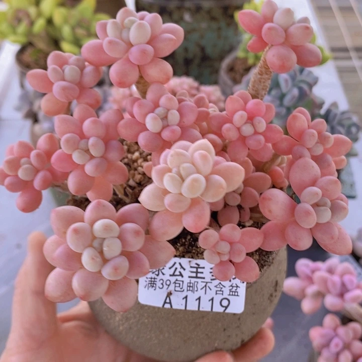 鱼子酱老桩12cm119多肉植物