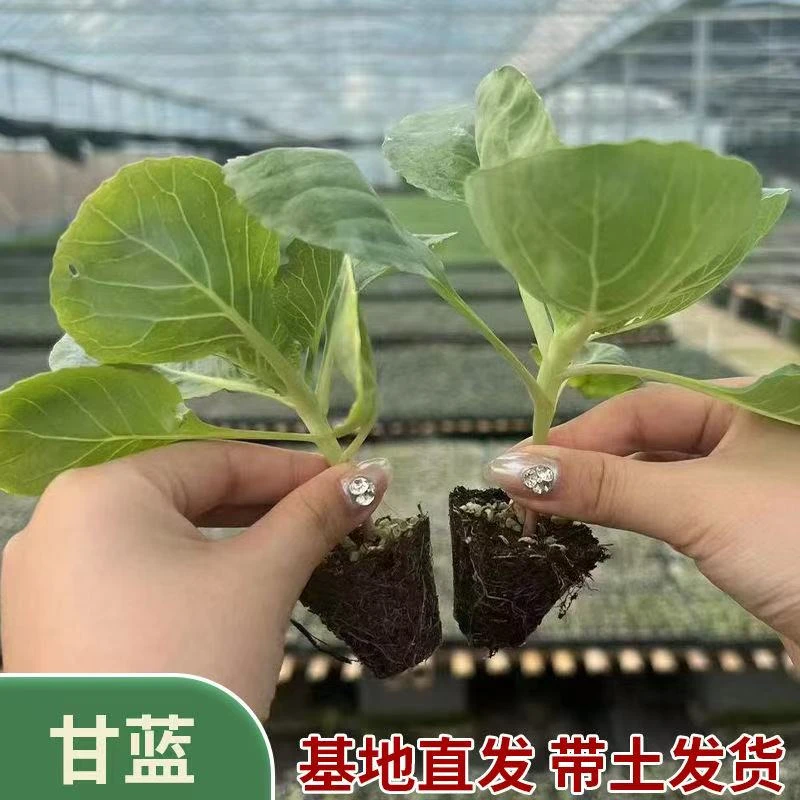绿甘蓝秧苗包菜苗耐高温早熟高产卷心菜蔬菜秧苗当季种植
