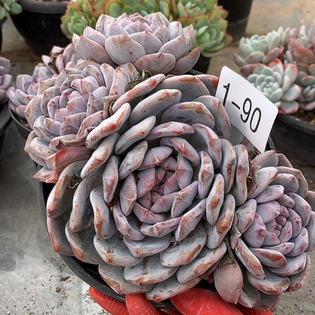 1-90 石榴籽一物一拍