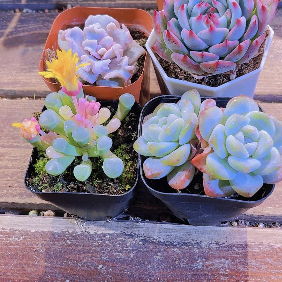 五十铃锦。白饺子。吉娃娃。冰玉多头