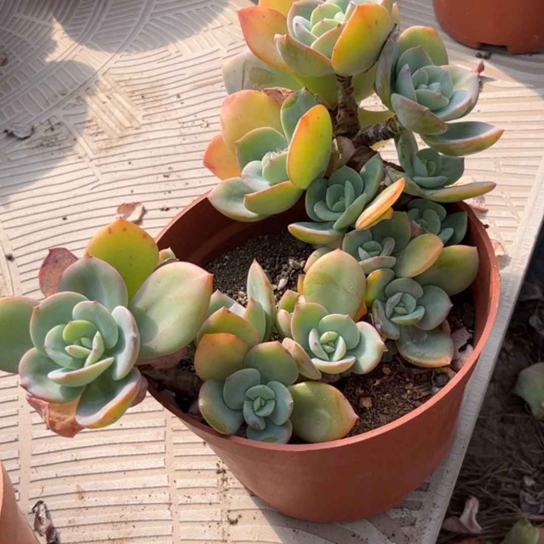 【闪购商品】无花朵芋*