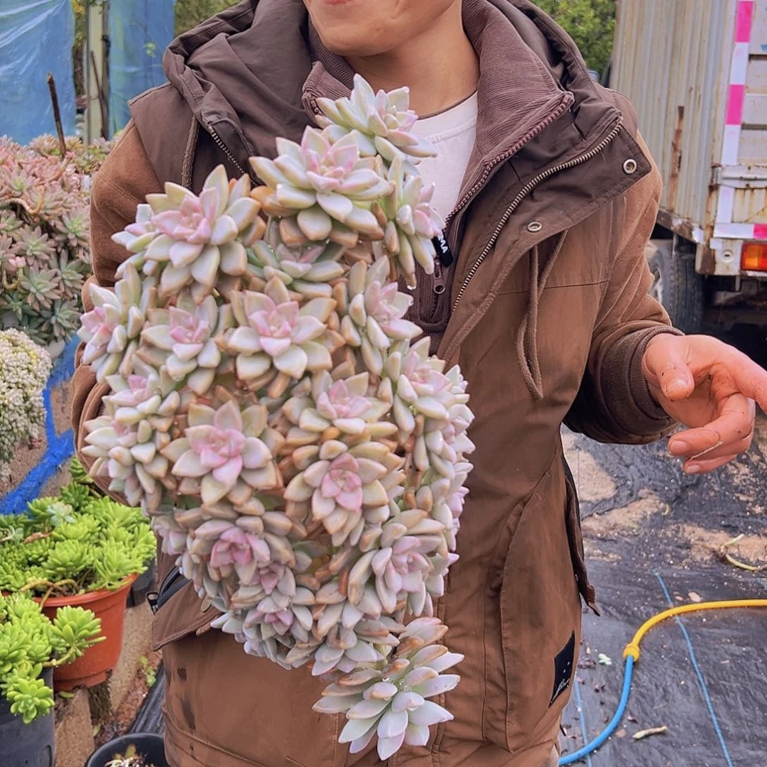 淡雪缀化一个，整桩整群