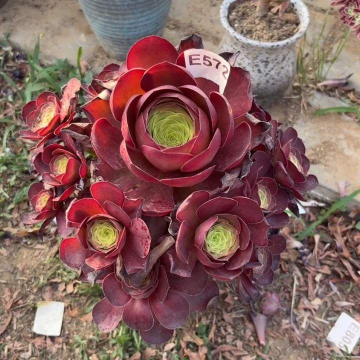 魅金玫瑰多肉植物不包损572