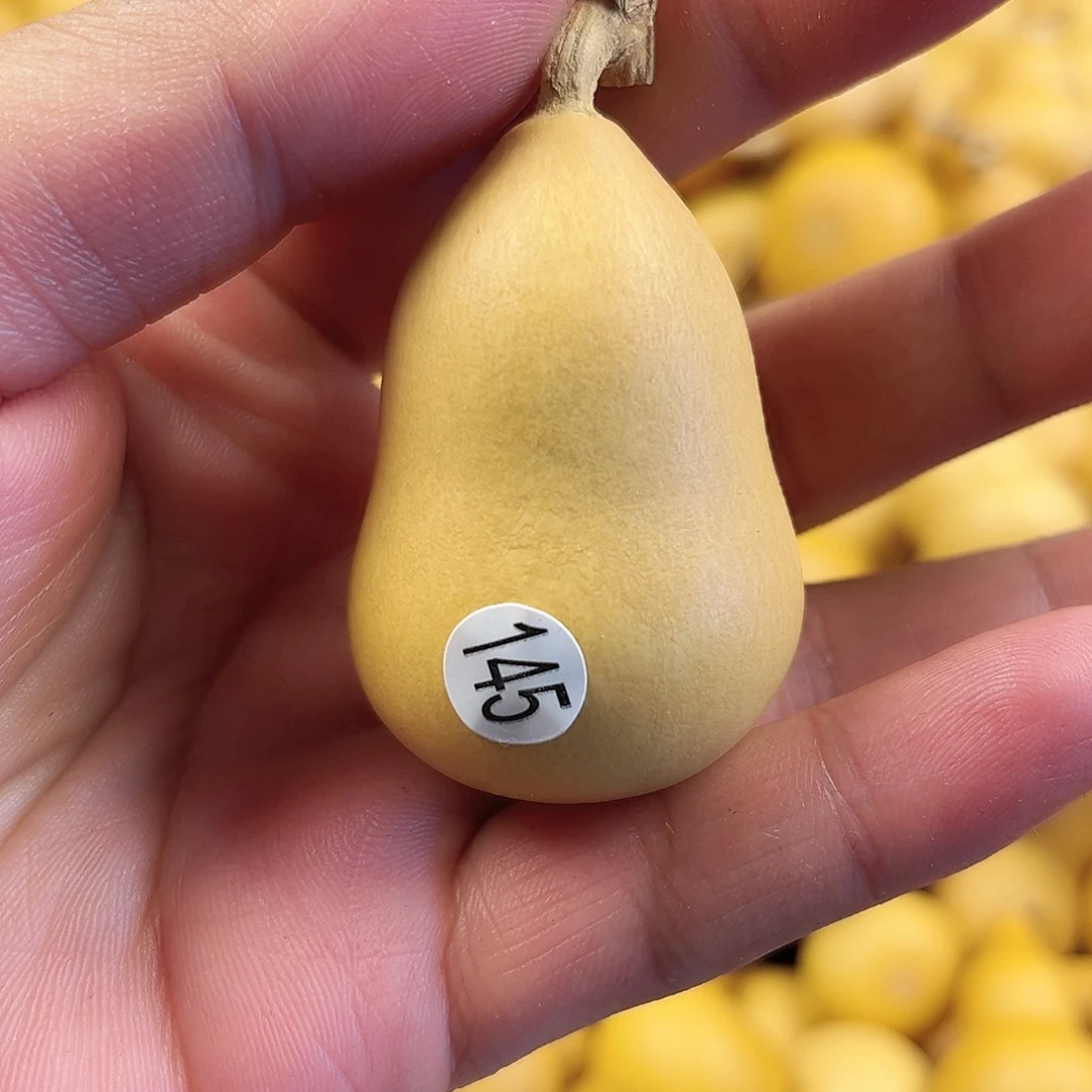 五葫芦葫芦葫芦葫芦葫芦145