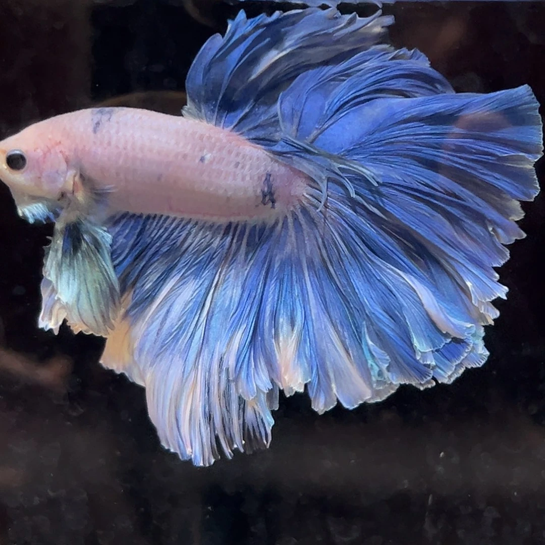 斗鱼7号蓝色妖姬超级大裙子