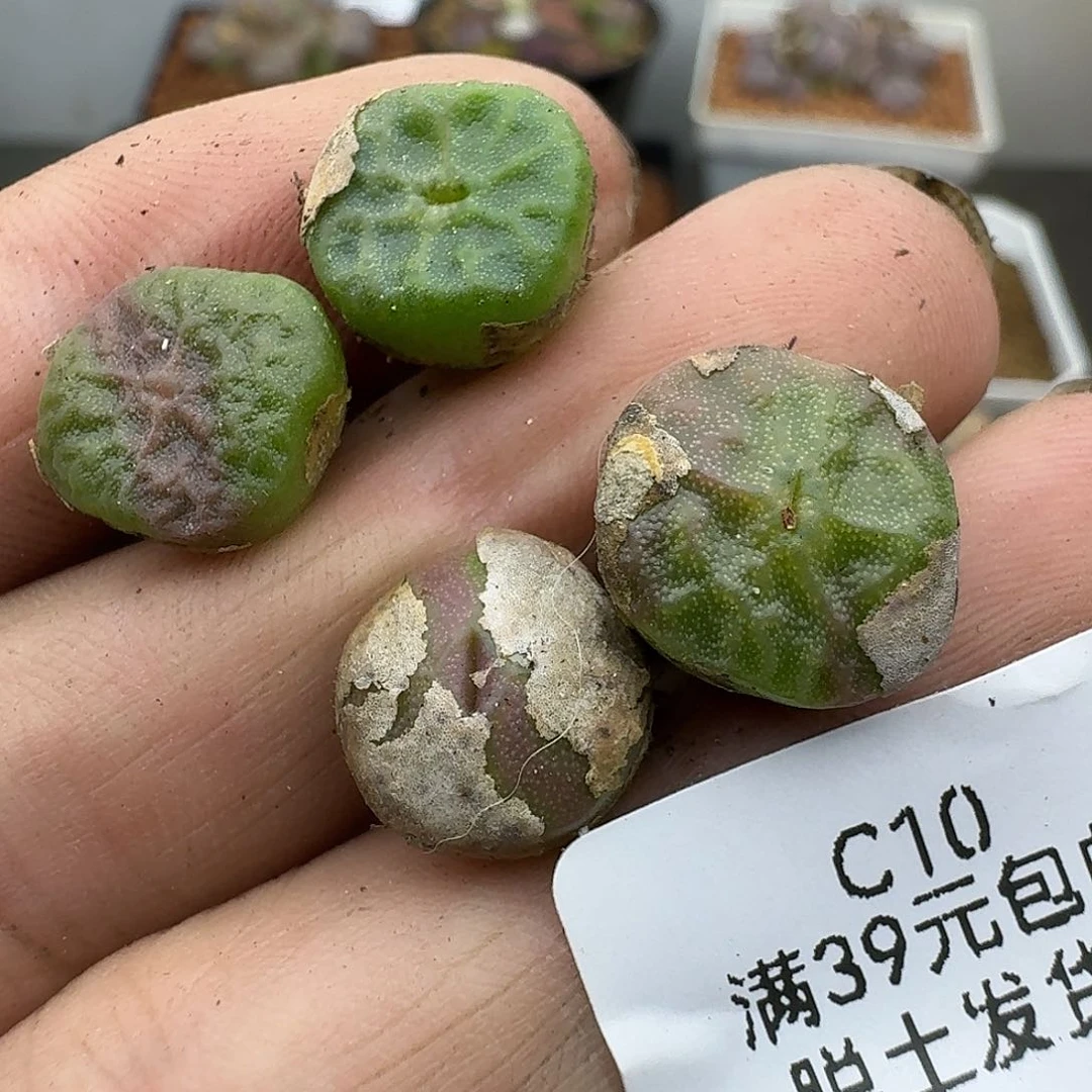 10烧卖哈哈哈哈哈哈哈