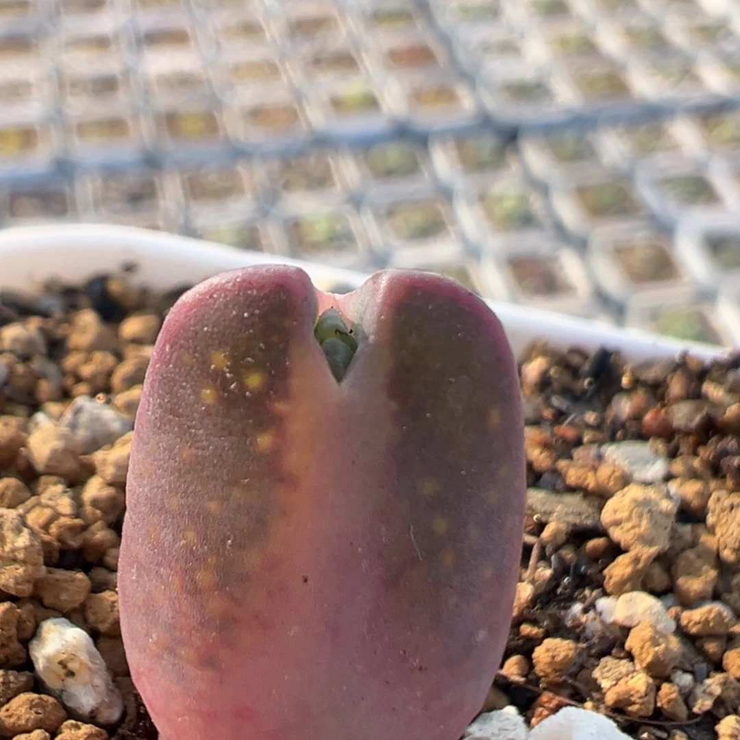 160多肉植物百科知识