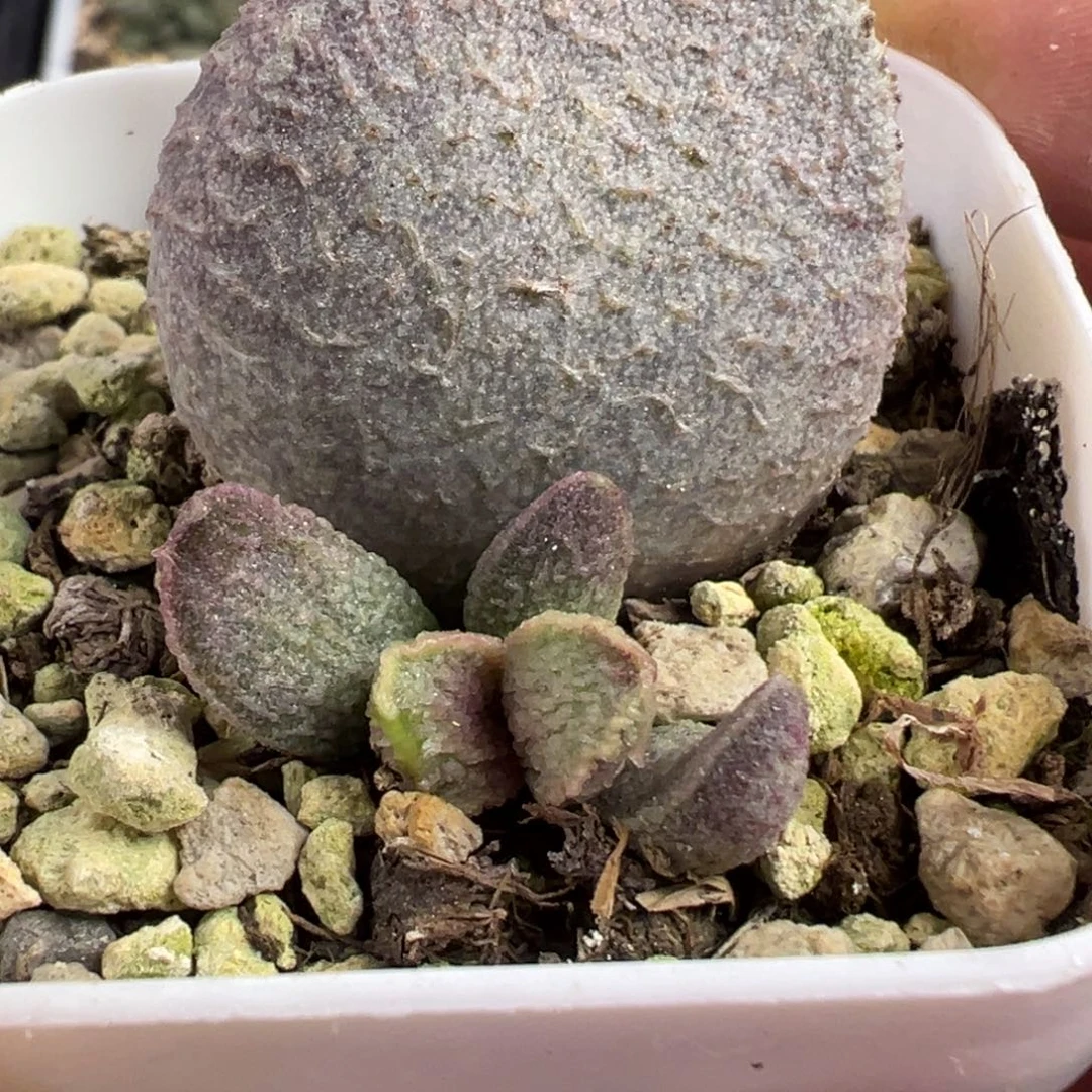 哈默猪肝水泡多肉植物水泡