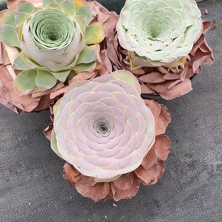 L****.山地玫瑰一物一拍