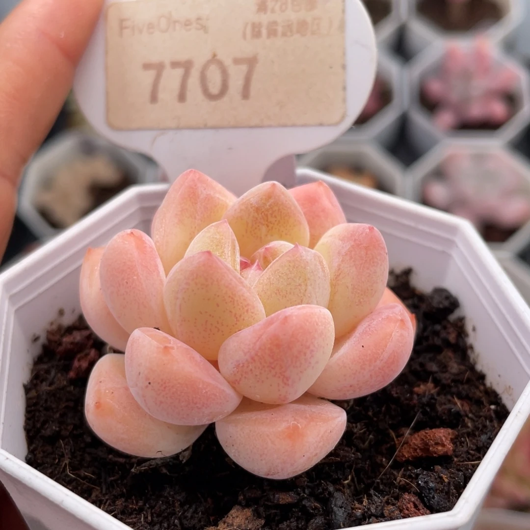 小****琥珀7707-4.5厘米