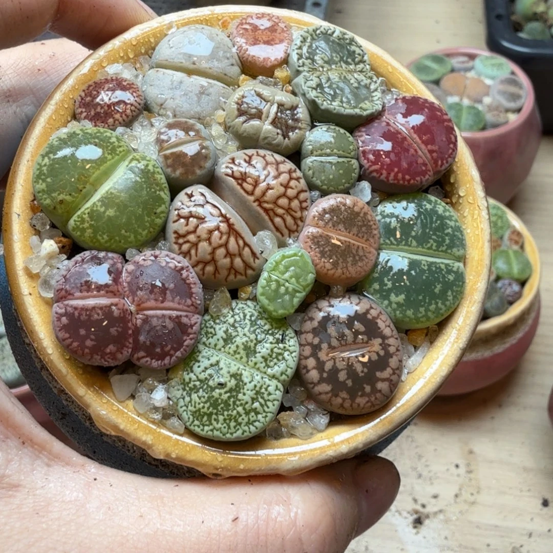 妖***精多肉葡萄的季节性23