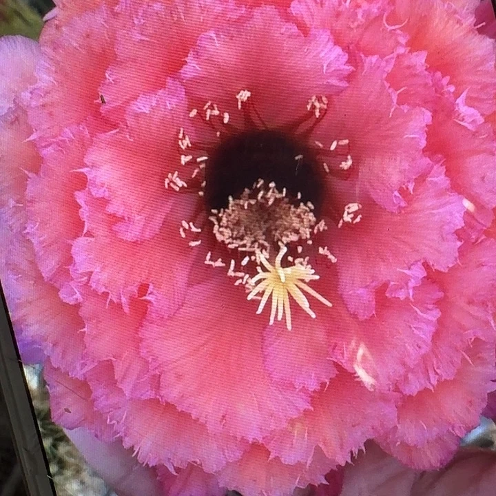 霞光满天侧芽5公分左右毛花柱（20包邮）