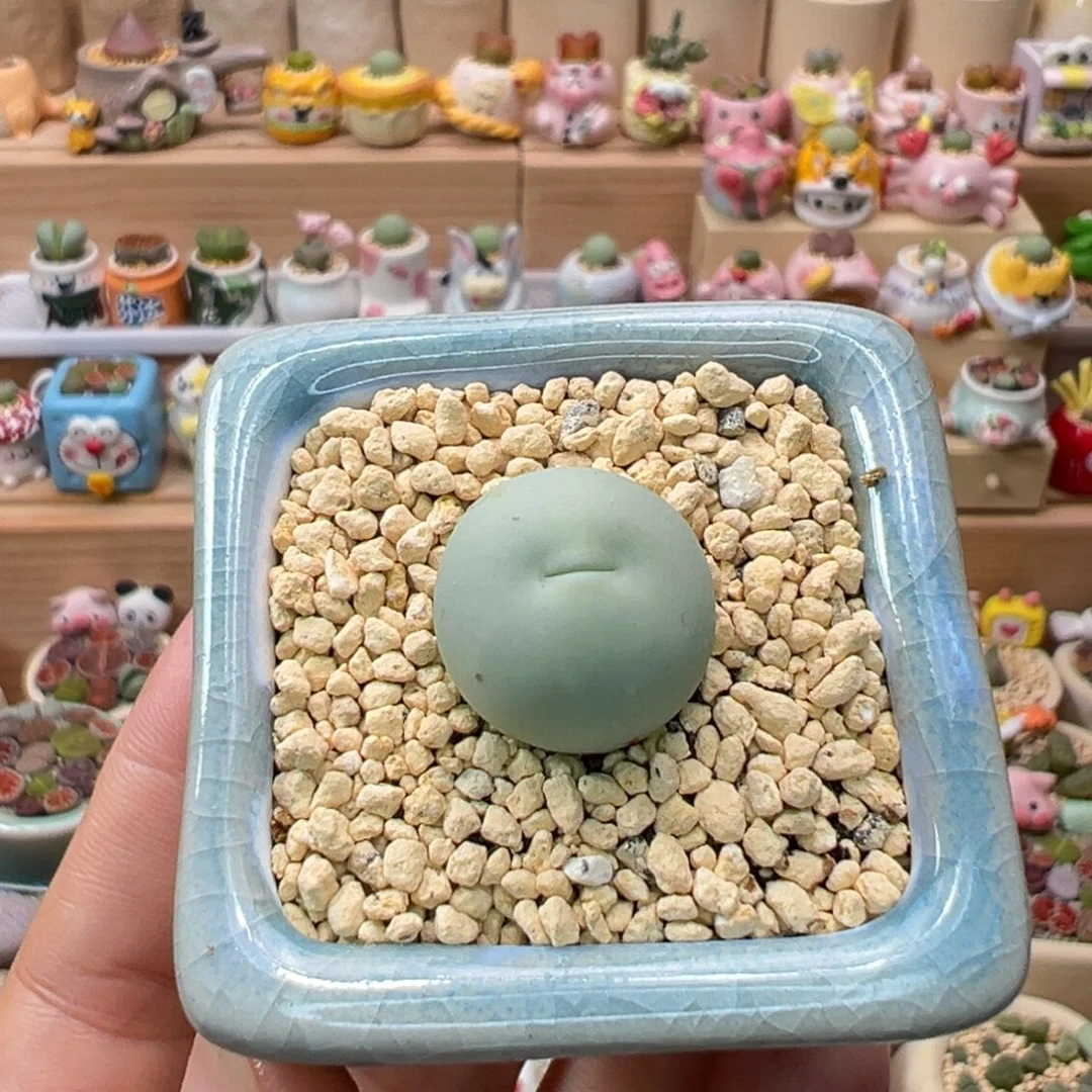 多肉植物92号嘟嘴鸽子蛋