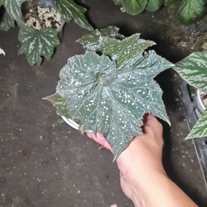 俄罗斯旋叶秋海棠一物一拍