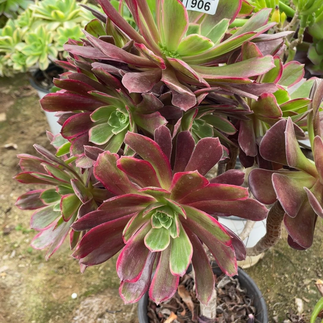 906赤霞飞多肉法师断枝不包