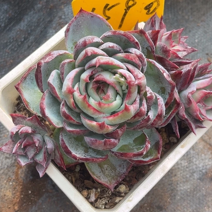 我****1590多肉247868888889