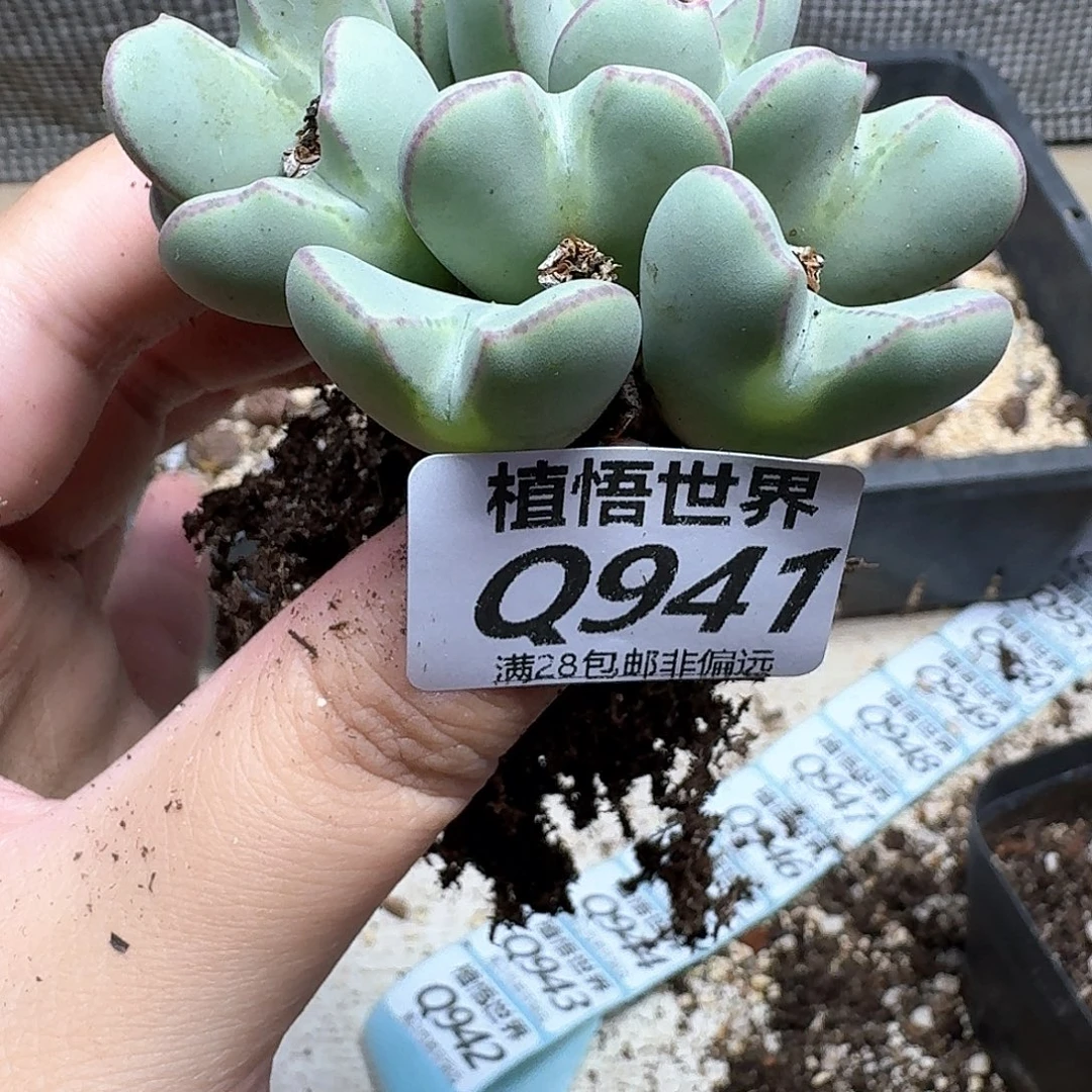 多肉植物的润泽地fv