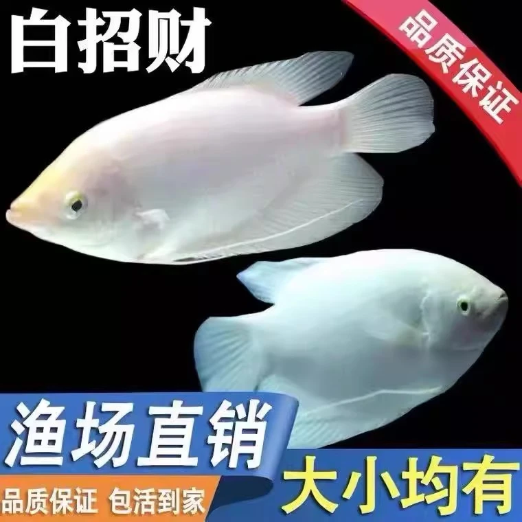 热带观赏鱼招财鱼黄金战船淡水鱼混养水族活体龙鱼配鱼白战船鱼