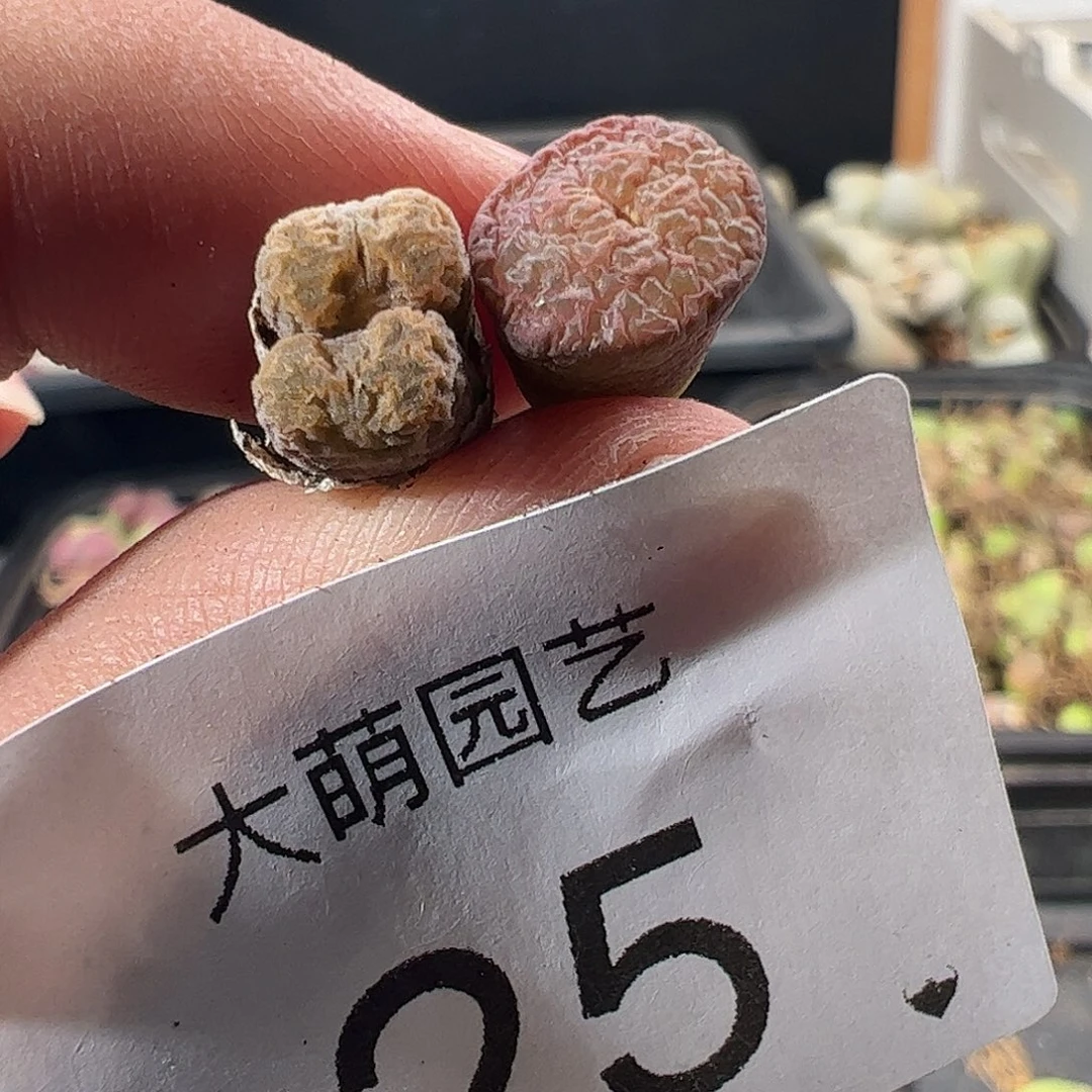 清盒福利无售后。  25