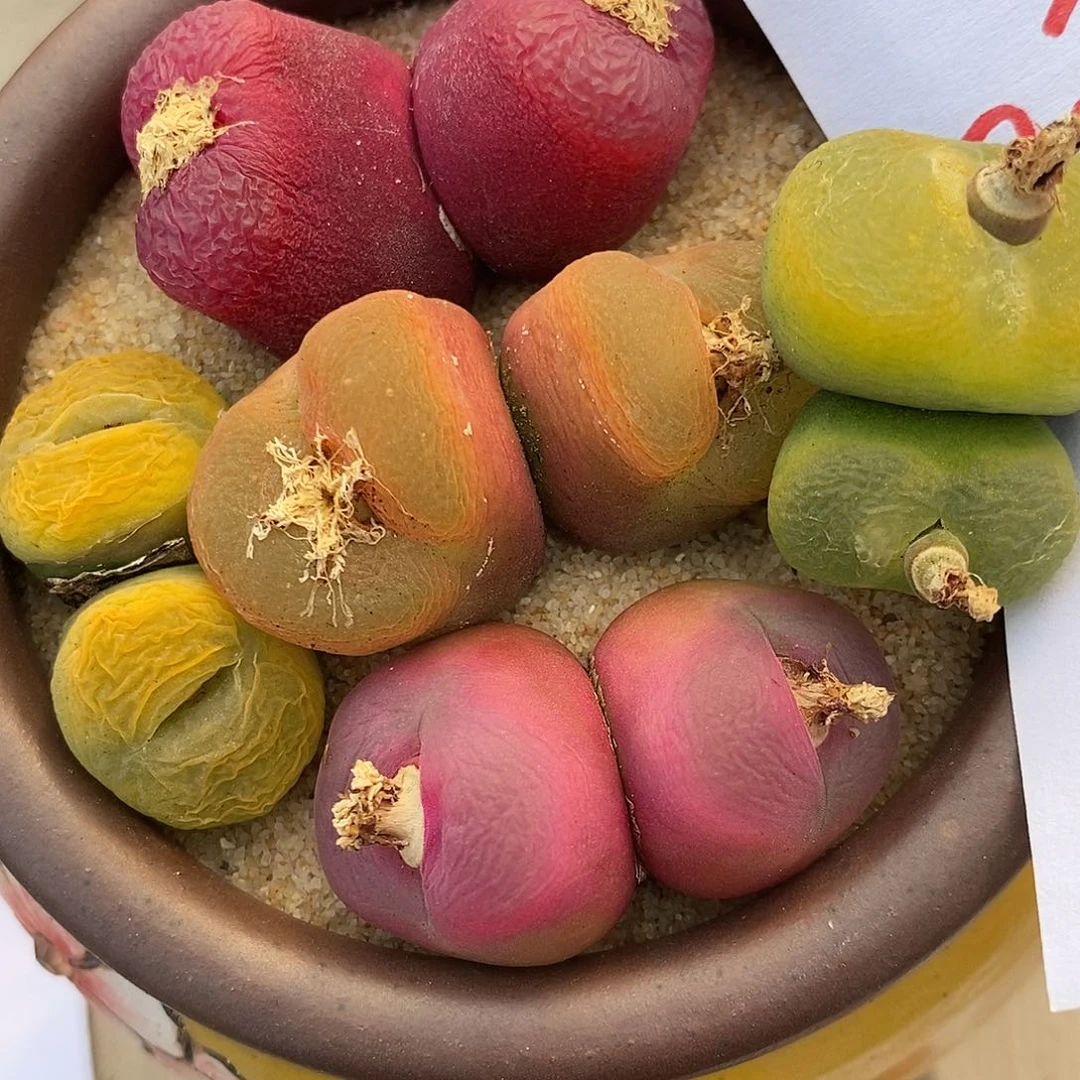 2793双头彩蟠桃一组。