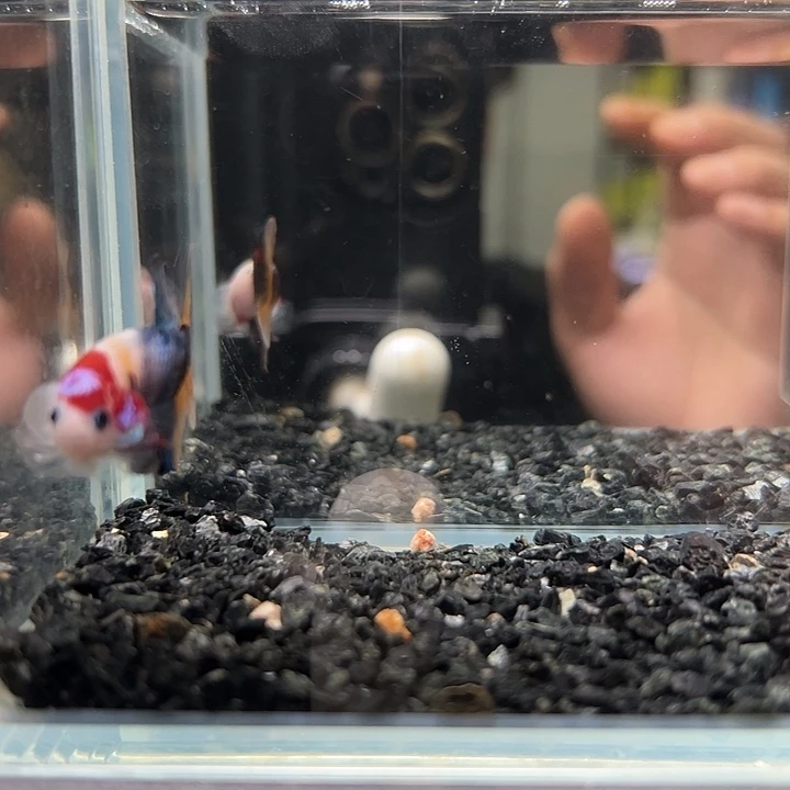 斗鱼竞拍跑单拉黑8日71