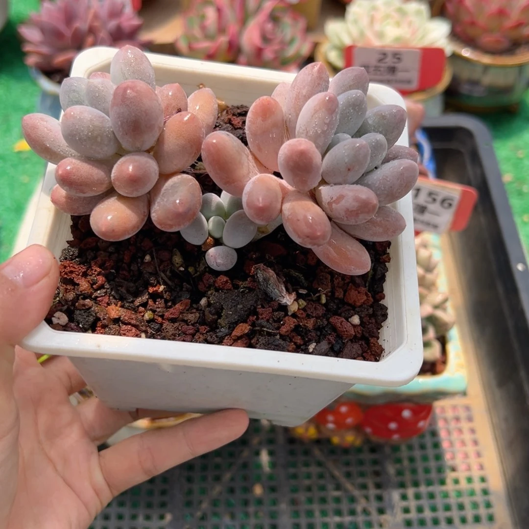 表妹精品多肉植物157