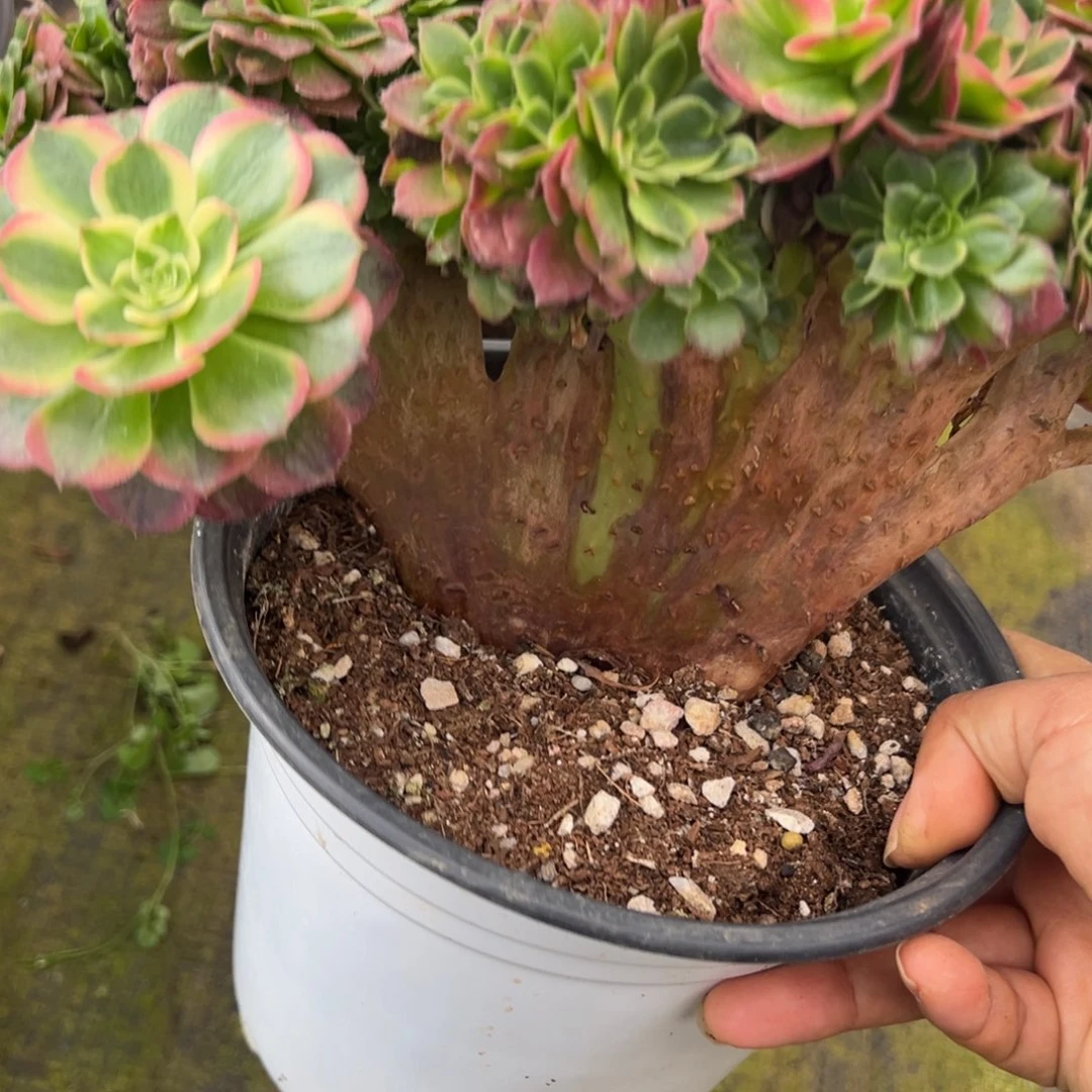 35海王缀多肉嘻嘻嘻