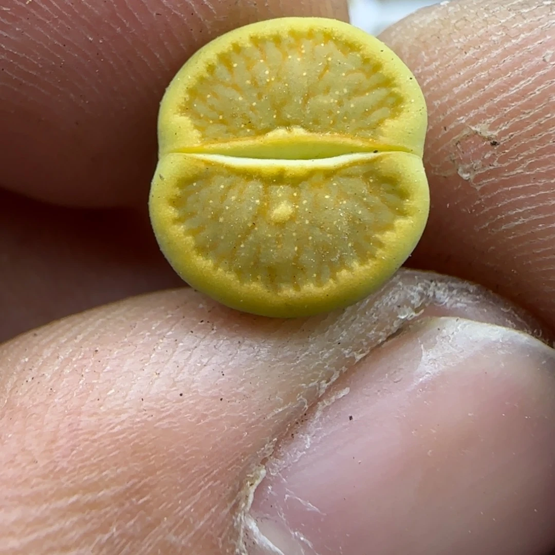 472 生石花大棚直播