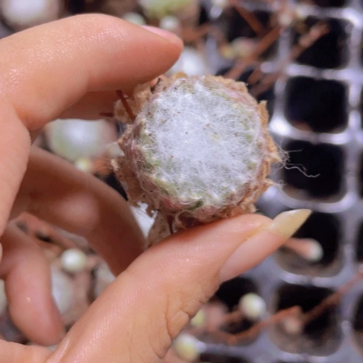 12精品蛛丝2颗一组