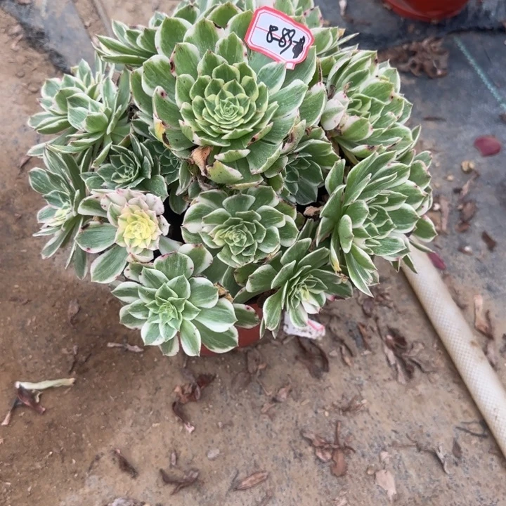 8-89伊丽莎白多肉不包售后