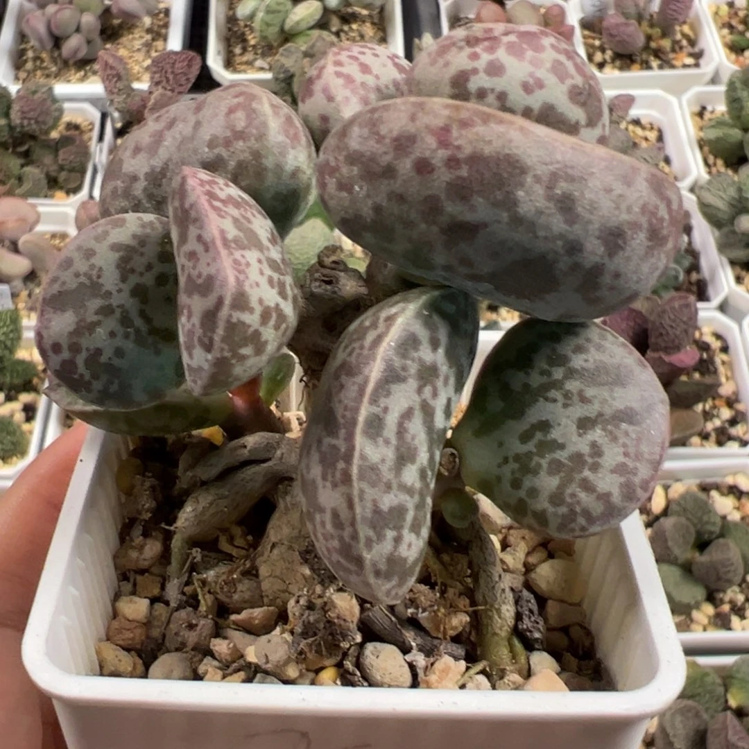 花蛋多头纯木质桩多肉植物水泡