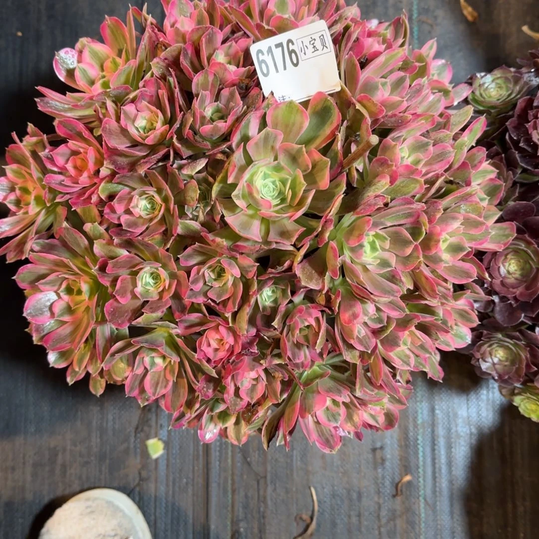 本***八6176多肉男神多肉多肉