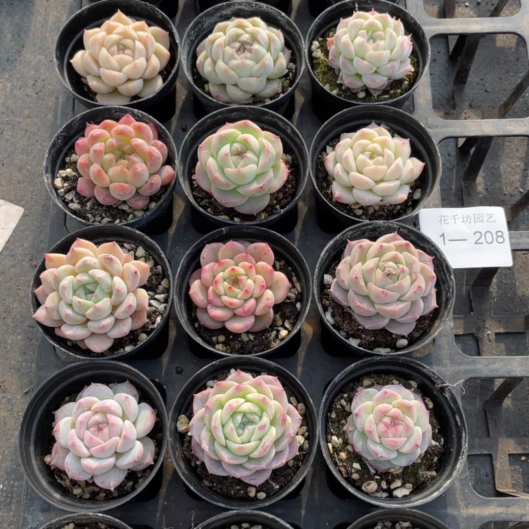 一物一拍18颗1-208